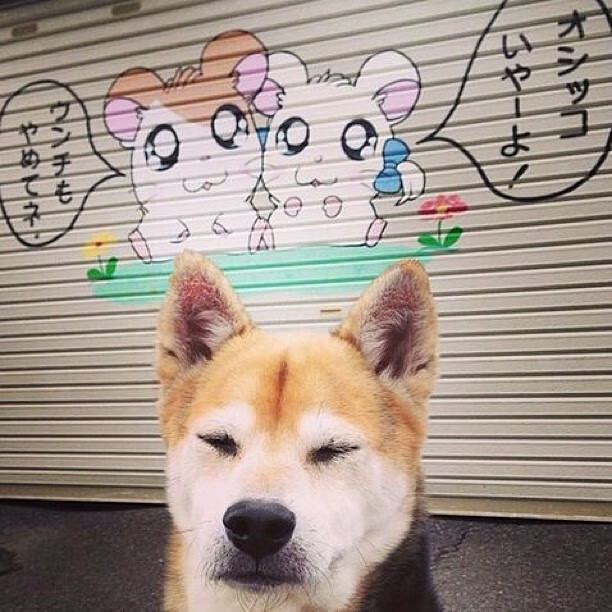 开云体育官网下载-斯洛伐克男篮在欧洲大赛中踏上新征程，勇夺荣耀，斯洛伐克欧洲杯球员名单