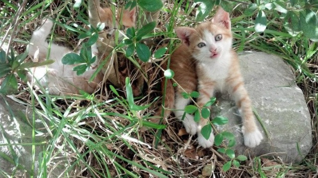 开云体育app入口-新赛季口号正式发布寓意团结拼搏激发球迷共鸣，新赛季寄语