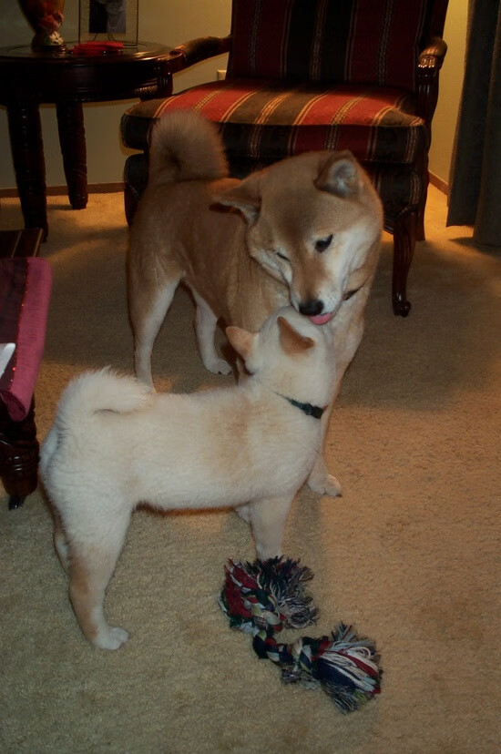 林丹发布个人传记记录羽毛球之路,林丹羽毛球很厉害吗