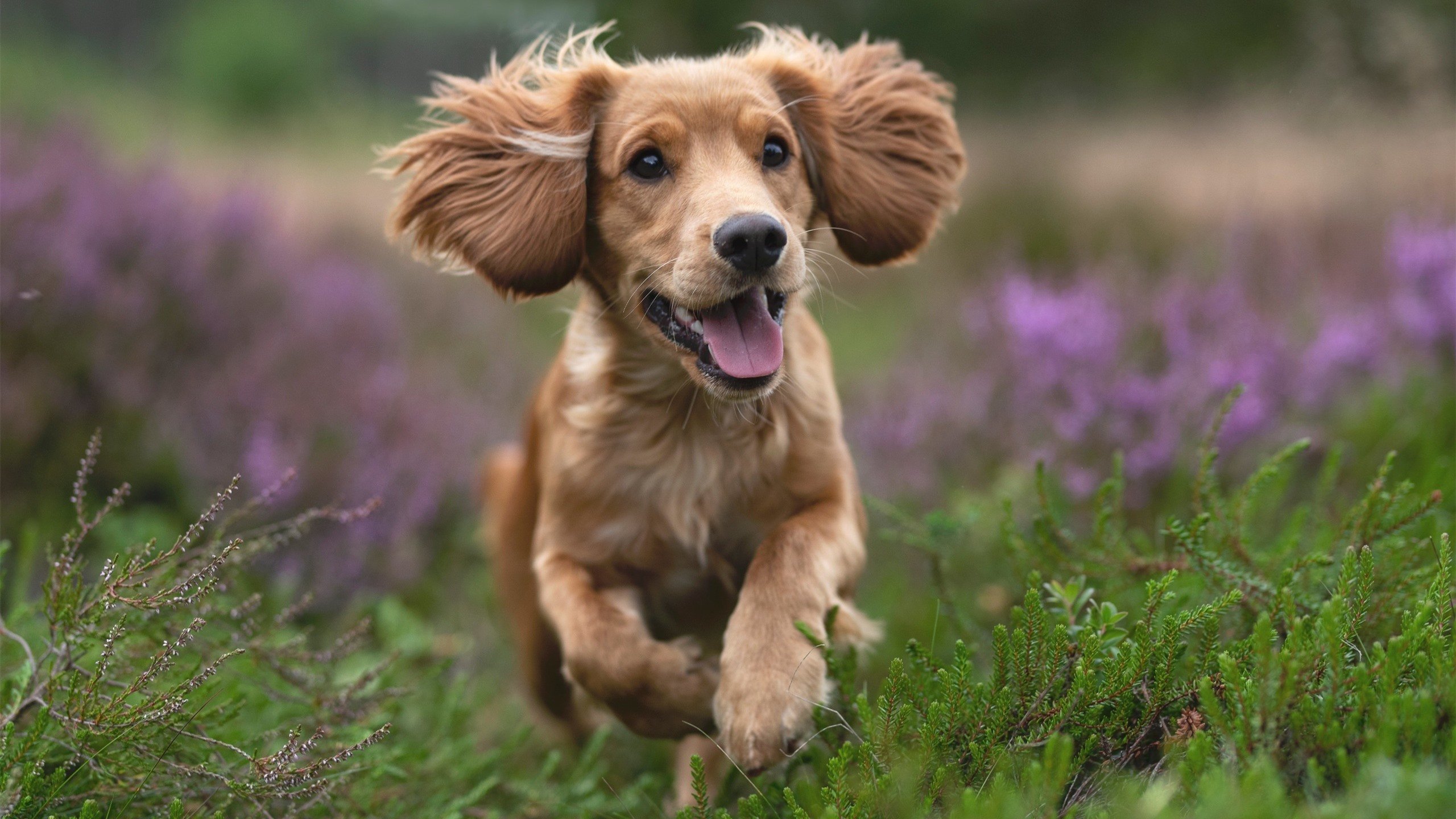 开云体育官网在线-羽毛球赛事直播内容丰富吸引年轻观众，羽毛球比赛直播视频